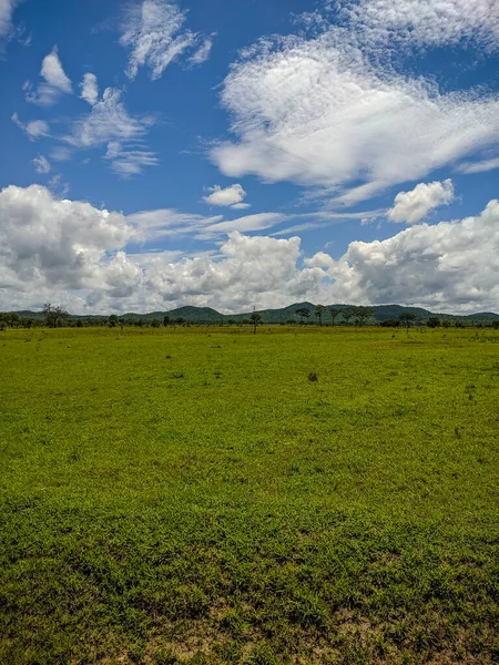 Mikumi Tanzania Dicembre 2019 Splendida Vista Sulla Savana Verde Con — Foto Stock