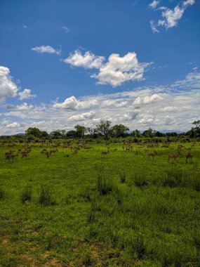 Mikumi, Tanzanya - 6 Aralık 2019: Afrika antilobu (Afrika antilobu) savanadaki yeşil çayırlarda ot yiyor. Dikey.