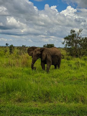 Mikumi, Tanzanya - 6 Aralık 2019: Büyük Afrika fili savanadaki yeşil çayırlarda ot yiyor. Dikey.