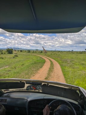 Mikumi, Tanzanya - 6 Aralık 2019: Mikumi Ulusal Parkı 'nda bir zürafa bozkırda bir yol kenarında duruyor. Dikey.