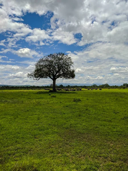 Mikumi Tanzania December 2019 Afrikansk Svart Buffel Som Äter Gräs — Stockfoto