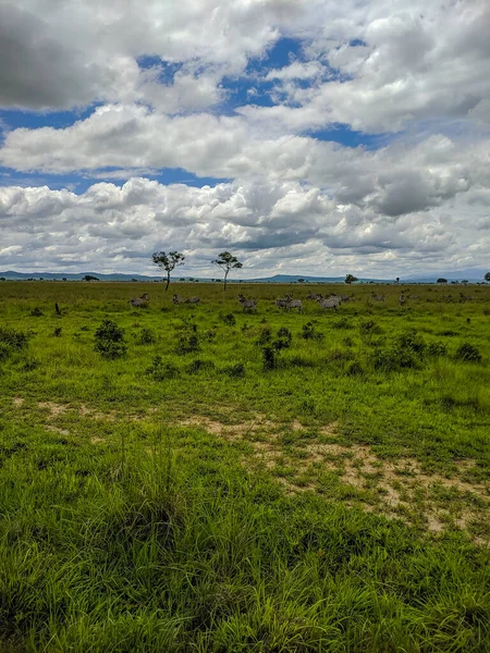 Mikumi Tanzania December 2019 African Zebras Eating Grass Distance Green — Stock Photo, Image