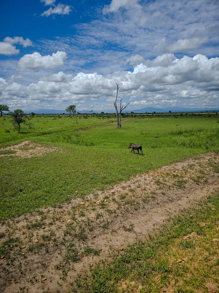 Mikumi Tanzania December 2019 Pumba Bekend Als Een Phacochoerus Wandelt — Stockfoto