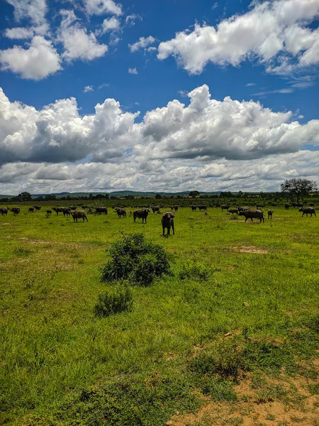 坦桑尼亚米库米 Mikumi 2019年12月6日 非洲黑色水牛在稀树草原的绿色草地上吃草 垂直方向 — 图库照片