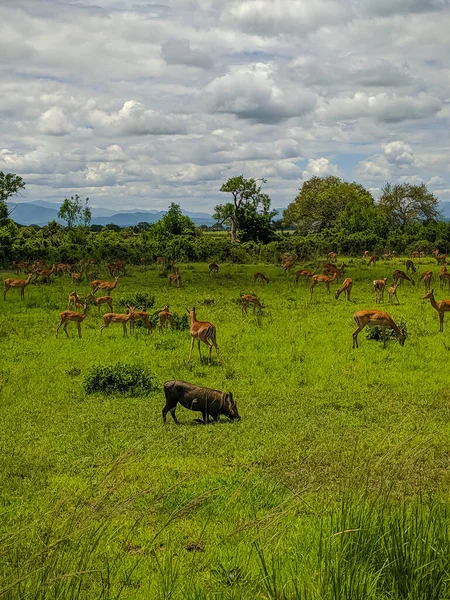 Mikumi Tanzanya Aralık 2019 Pumba Afrika Antilopları Afrika Antilopları Savanadaki — Stok fotoğraf