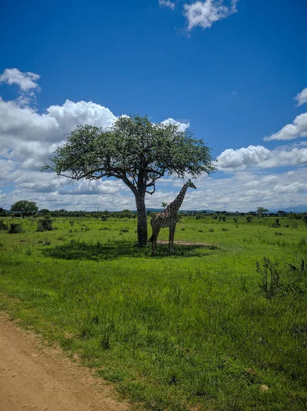 Mikumi Tanzanya Aralık 2019 Mikumi Ulusal Parkı Nda Yeşil Bir — Stok fotoğraf