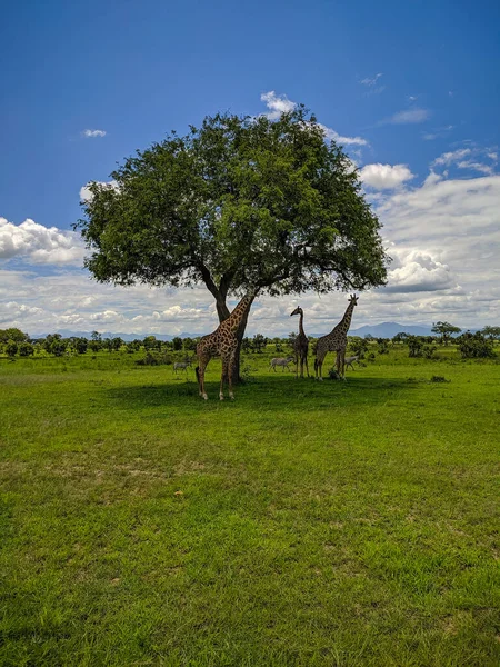 Mikumi Tanzanya Aralık 2019 Mikumi Ulusal Parkı Ndaki Zürafalar Zebralar — Stok fotoğraf