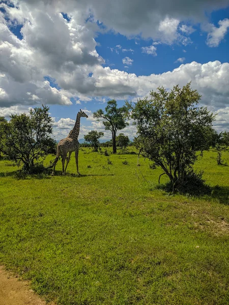 Mikumi Tanzania December 2019 Giraff Mikumis Nationalpark Står Nära Väg — Stockfoto