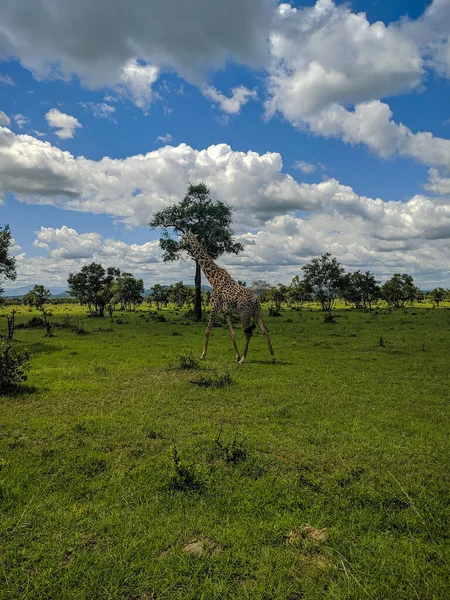Микуми Танзания Декабря 2019 Года Жираф Национальном Парке Микуми Стоит — стоковое фото