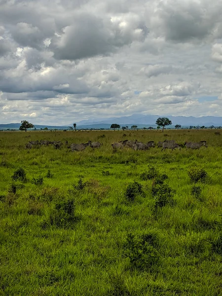 Микуми Танзания Декабря 2019 Года Африканские Зебры Едят Траву Расстоянии — стоковое фото