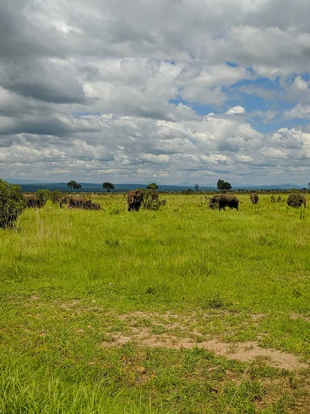 Mikumi Tanzania Dicembre 2019 Elefanti Africani Che Mangiano Erba Lontananza — Foto Stock