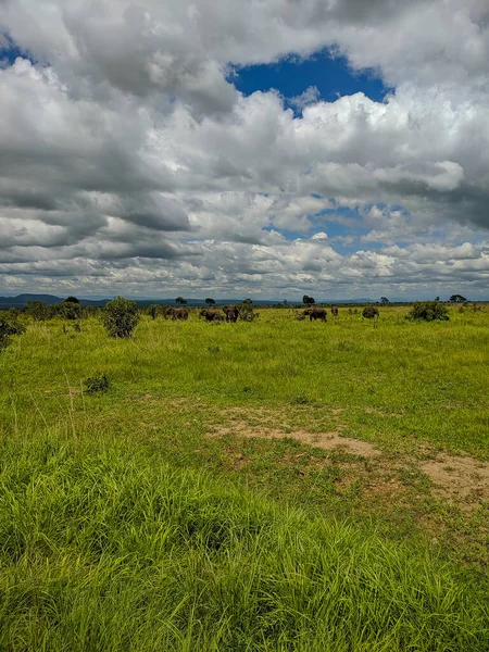 Mikumi Tanzânia Dezembro 2019 Elefantes Africanos Comendo Grama Distância Prados — Fotografia de Stock