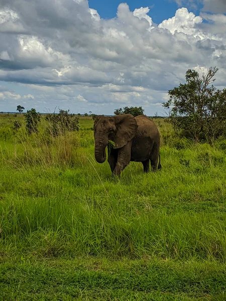 Mikumi Tanzanya Aralık 2019 Büyük Afrika Fili Savanadaki Yeşil Çayırlarda — Stok fotoğraf