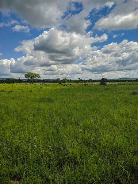 Микуми Танзания Декабря 2019 Года Африканский Черный Буйвол Импала Африканская — стоковое фото