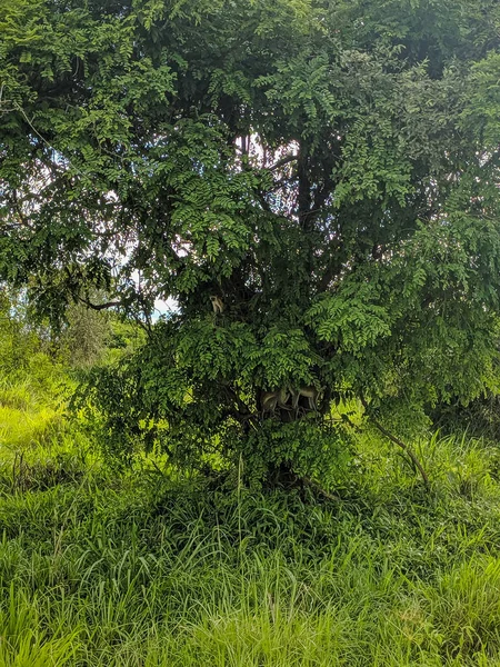 Mikumi Tanzanya Aralık 2019 Maymunlar Savanadaki Bir Afrika Ağacına Oturur — Stok fotoğraf