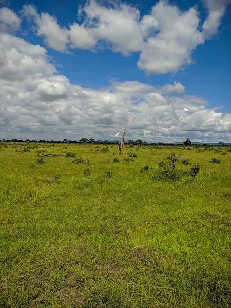 Mikumi Tanzania December 2019 Giraffen Vandrar Fjärran Gröna Ängar Savannen — Stockfoto