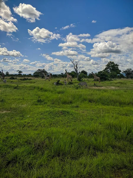 Mikumi Tanzania December 2019 Giraffer Och Zebror Vandrar Fjärran Gröna — Stockfoto