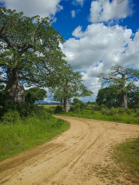 Mikumi Tanzânia Dezembro 2019 Tronco Uma Grande Baobá Africana Savana — Fotografia de Stock