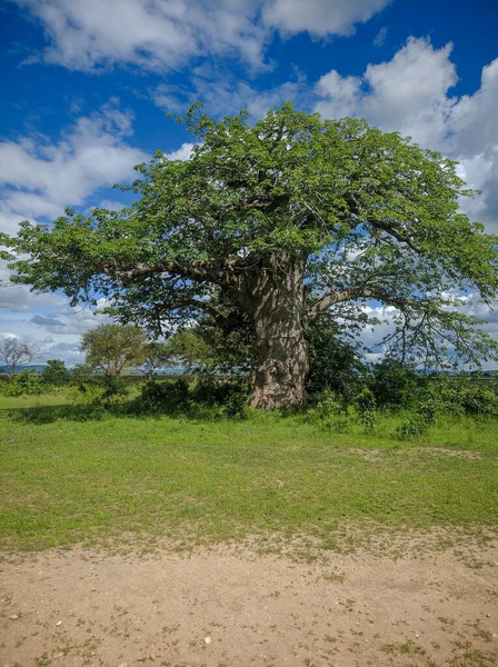 坦桑尼亚米库米 2019年12月6日 米库米国家公园萨凡纳的一棵大型非洲猴面包树的树干 垂直方向 — 图库照片