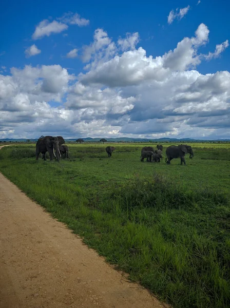 Микуми Танзания Декабря 2019 Года Африканские Слоны Едят Траву Зеленом — стоковое фото