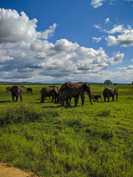 Mikumi Tanzânia Dezembro 2019 Elefantes Africanos Comendo Grama Prados Verdes — Fotografia de Stock