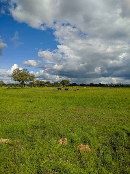 Mikumi, Tanzania - December 6, 2019: african black buffalo eating grass in the distance on green meadows in savanna. Vertical.