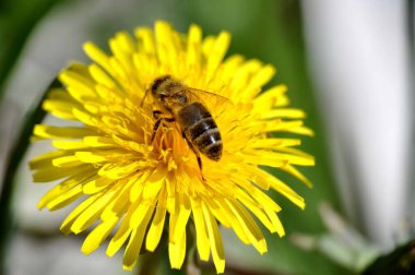 Sarı çiçekli karahindiba üzerindeki bir arının makro fotoğrafını kapat.
