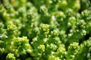 Makro fotoğraf sedum yeşil yosun yakın görünüm