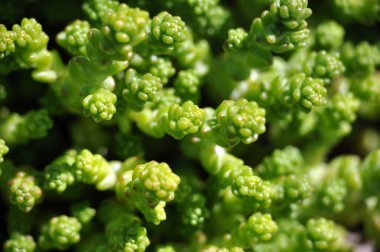 Makro fotoğraf sedum yeşil yosun yakın görünüm
