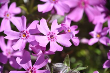 Makro fotoğraf tarla mor çiçeklerine yakın görünüm Phlox subulata