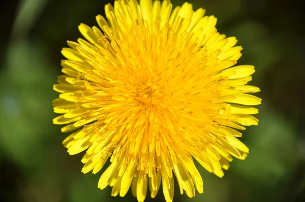 Fiore di tarassaco giallo da vicino, macro, fondo di primavera — Foto Stock