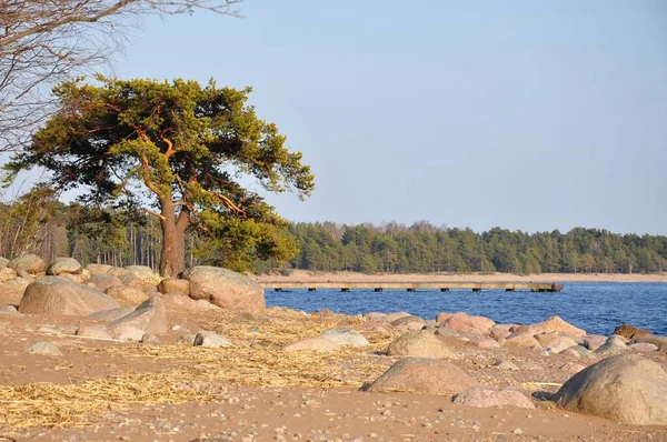 Günbatımında Finlandiya Körfezi Baltık Denizi kıyısında yalnız bir çam ağacı. iskele — Stok fotoğraf