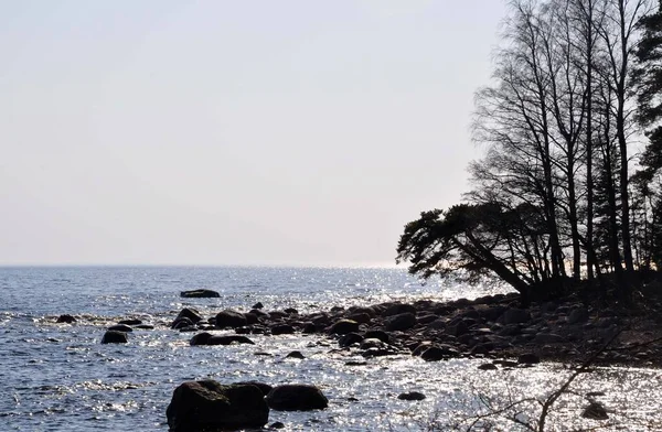 Ακρωτήριο της θάλασσας του ωκεανού με πεύκα και δέντρα. Στο Σάνσετ. Πέτρες στο νερό — Φωτογραφία Αρχείου