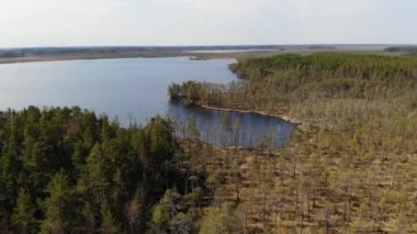 Temiz suyu ve kumlu tabanı olan bir orman gölü. Novgorodskaya, Rusya, Vileya