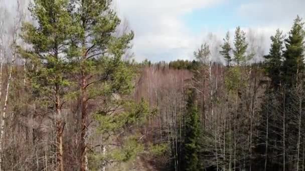 Drone takes off in spring or autumn forest and starts moving forward — Stock Video