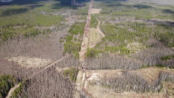 Aerial view deforestation tree cutting spring or autumn grey forest. Ecology. — Stock Video