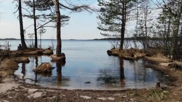 Lago del bosque con agua clara y fondo arenoso. Novgorodskaya, Rusia, Vileya — Vídeos de Stock