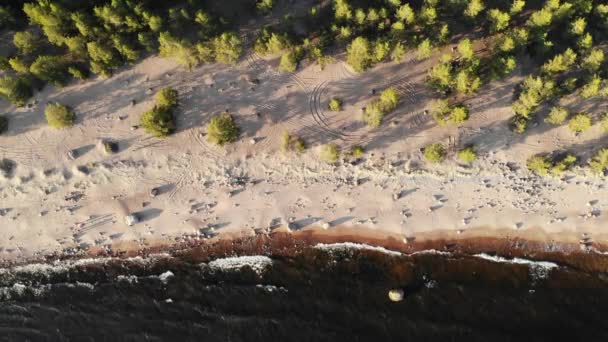 Coast Baltic Sea. The Gulf of Finland. Sandy shore with stones and pine forest — Stock Video