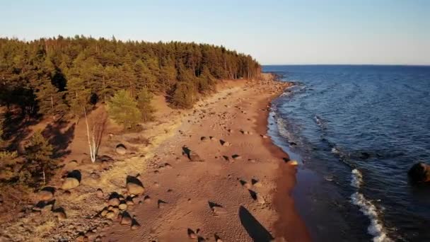 Costa del Mar Baltico. Il Golfo di Finlandia. Litorale sabbioso con pietre e pineta — Video Stock