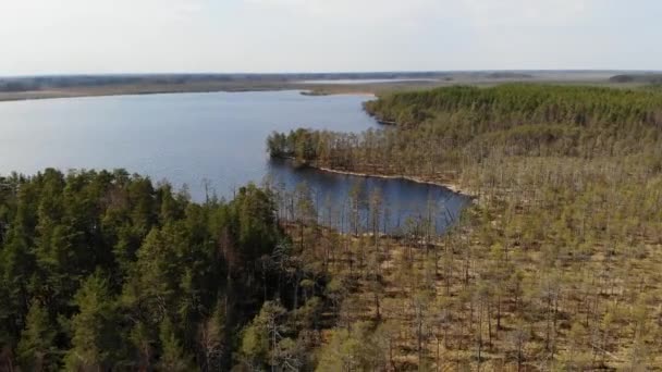 Lago del bosque con agua clara y fondo arenoso. Novgorodskaya, Rusia, Vileya — Vídeos de Stock