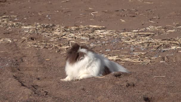 Коричневая и белая маленькая пушистая собачка лежит и сидит на песчаном берегу пляж — стоковое видео