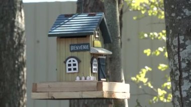 Tit titmouse come flight to house bird feeder and pecks eating seeds sunflower.
