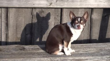 Küçük bir köpek beyaz-kahverengi bir chihuahua oturur ve yatar. Titriyorum. Gün batımında gölge
