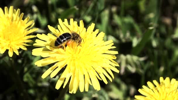 Vista cercana a la abeja recoge el polen del diente de león amarillo en el día de verano — Vídeos de Stock