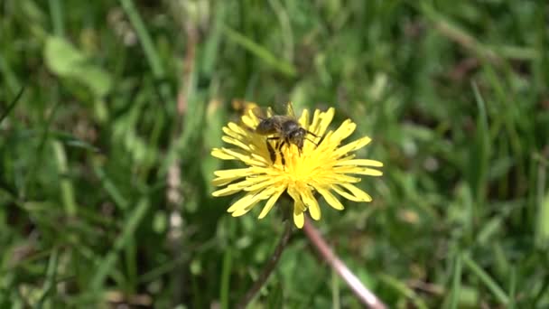 Ближе к пчеле собирает пыльцу из желтого одуванчика в летний день — стоковое видео