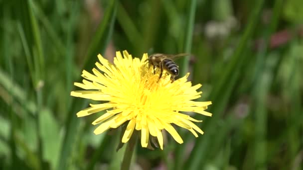 Close-up vista para a abelha recolhe pólen de dente-de-leão amarelo no dia de verão — Vídeo de Stock