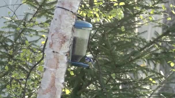 Tit titmouse come flight to house bird feeder and pecks eating seeds sunflower. — 비디오