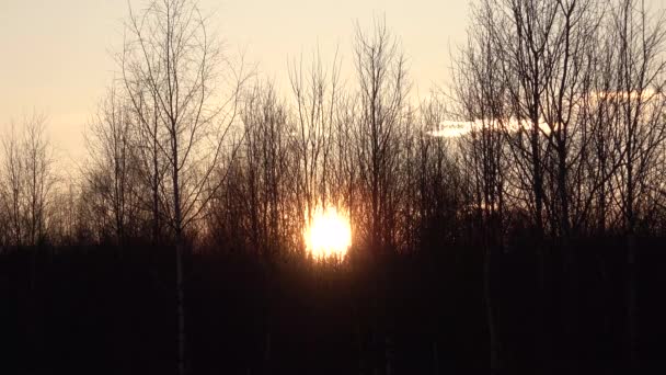 Time lapse fast shot of sunset. The sun is hiding trees without leafs — Stock Video