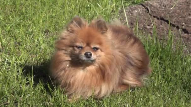Red black little spitz dog lies on a green lawn in summer and screw up eyes — Stock Video