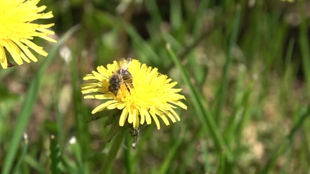 Close-up vista para a abelha recolhe pólen de dente-de-leão amarelo no dia de verão — Vídeo de Stock